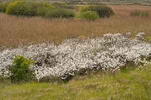 Blackthorn: Prunus spinosa