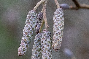 Alder: Alnus glutinosa