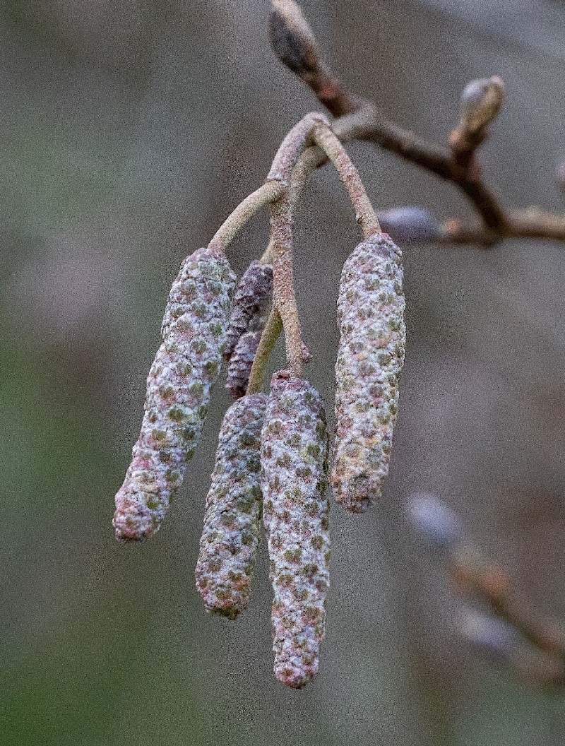 Alnus glutinosa - © Charles Hipkin