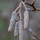 Alnus glutinosa