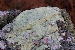 Lecanora sulphurea 