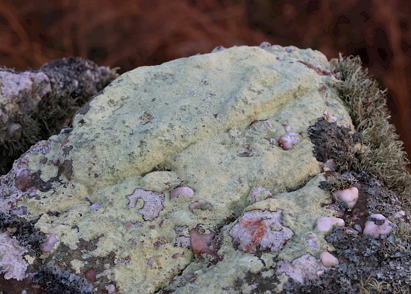 Lecanora sulphurea - © Barry Stewart