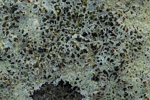 : Lecanora sulphurea