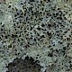 Lecanora sulphurea