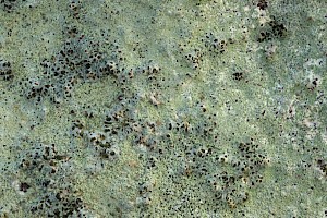 : Lecanora sulphurea