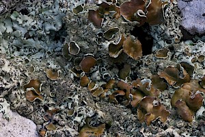 Peppered Rock-shield: Xanthoparmelia conspersa