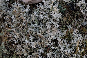 Globe Lichen: Sphaerophorus globosus