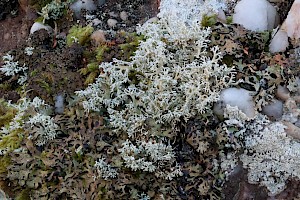 Globe Lichen: Sphaerophorus globosus