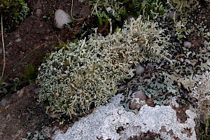 Globe Lichen: Sphaerophorus globosus