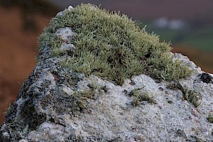 Sea Ivory: Ramalina siliquosa