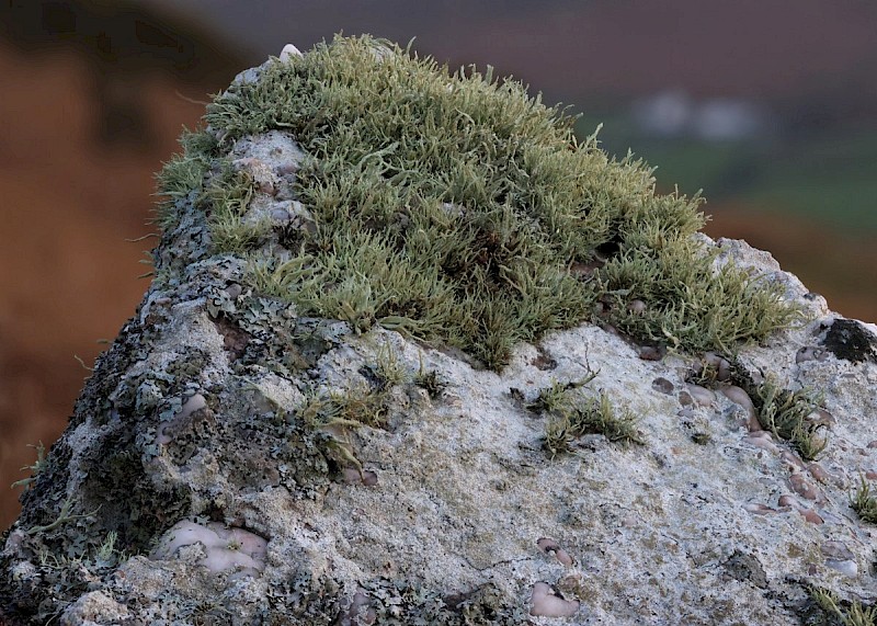 Ramalina siliquosa - © Barry Stewart