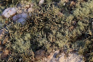 Sea Ivory: Ramalina siliquosa