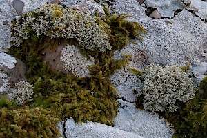 Globe Lichen: Sphaerophorus globosus