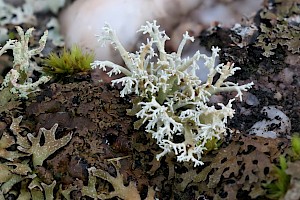 Globe Lichen: Sphaerophorus globosus