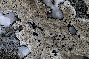 Fuscidea cyathoides var. cyathoides Quilt Lichens