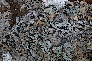 Quilt Lichens: Fuscidea cyathoides var. cyathoides