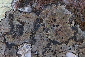 Quilt Lichens: Fuscidea cyathoides var. cyathoides