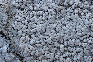 : Pertusaria pseudocorallina