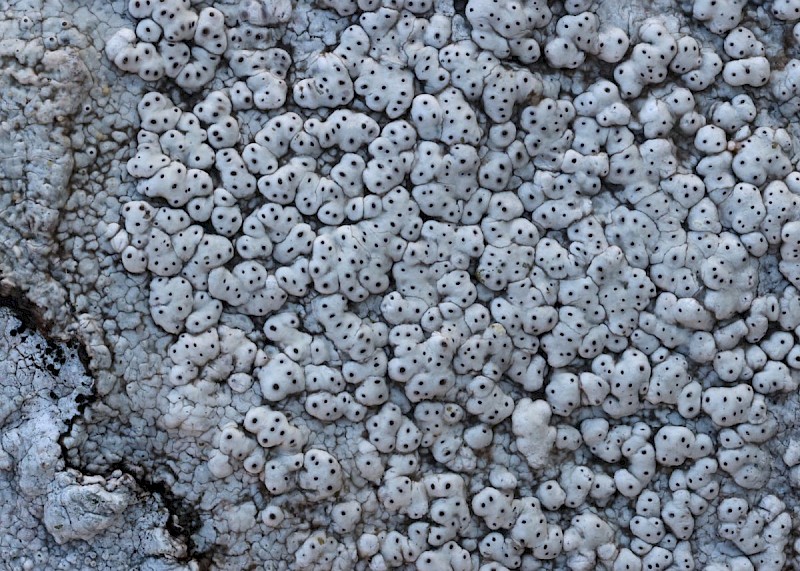 Pertusaria pseudocorallina - © Barry Stewart