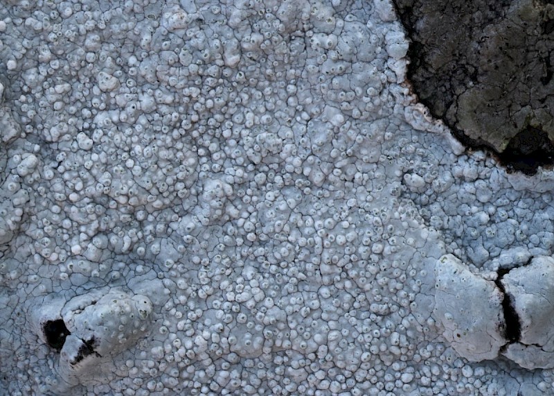 Pertusaria pseudocorallina - © Barry Stewart