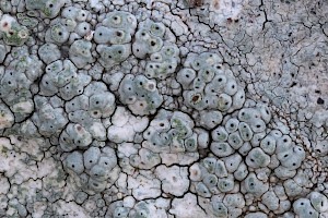 : Pertusaria pseudocorallina