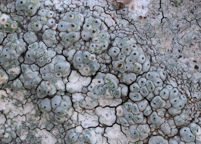 Pertusaria pseudocorallina - © Barry Stewart