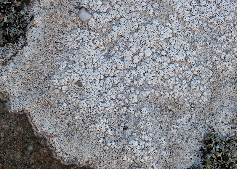 Pertusaria pseudocorallina - © Barry Stewart