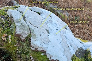 : Pertusaria pseudocorallina