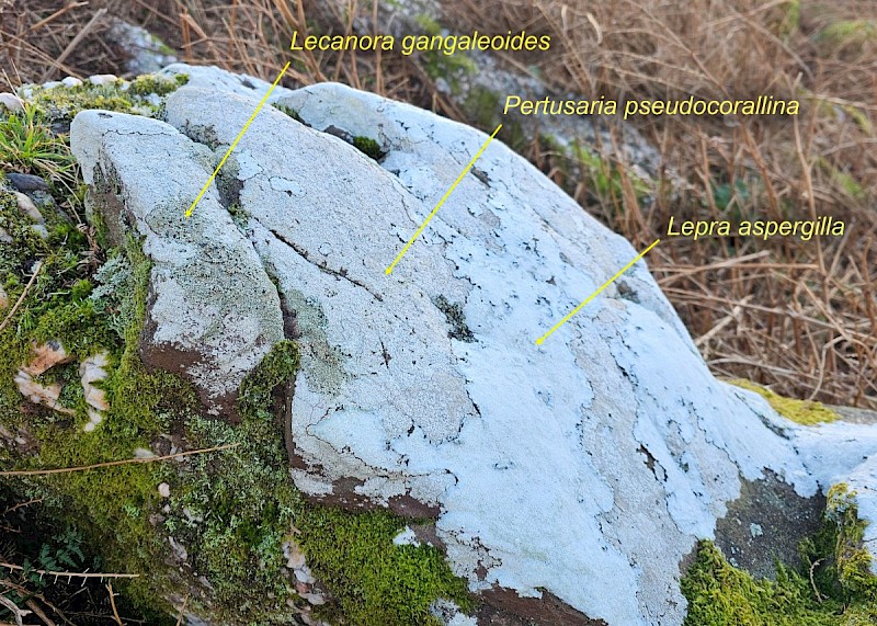 Lecanora gangaleoides - © Barry Stewart