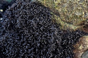 Black Lichen: Lichina pygmaea