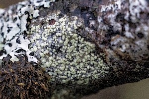 Mottled Disk-lichen: Trapeliopsis granulosa