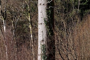 European Silver-fir: Abies alba