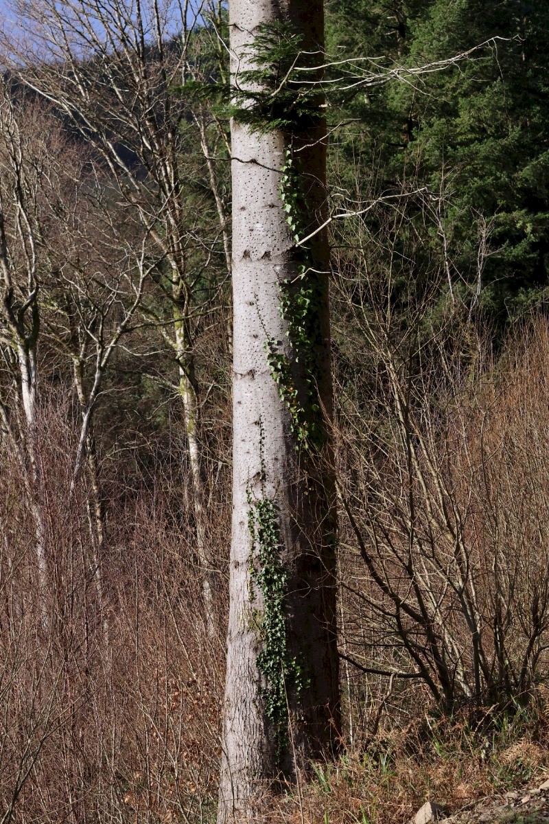 Abies alba - © Charles Hipkin