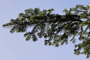 European Silver-fir: Abies alba