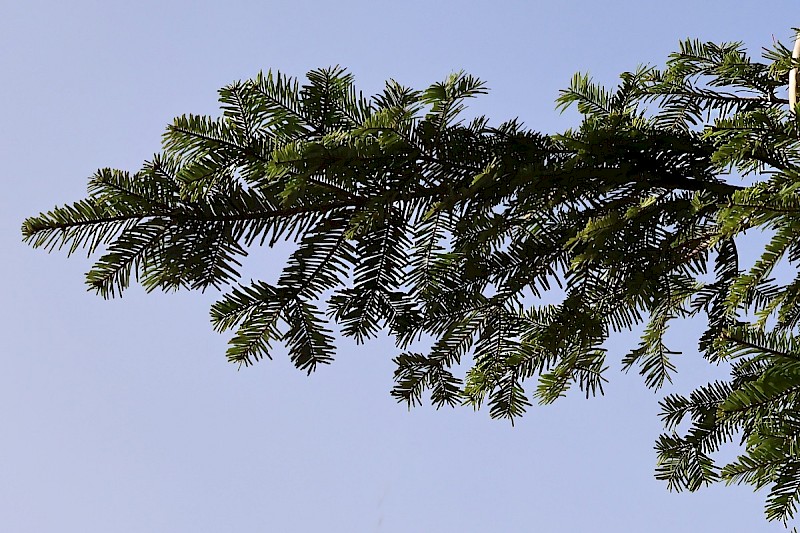 Abies alba - © Charles Hipkin