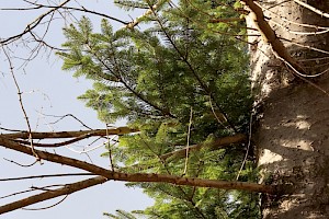 European Silver-fir: Abies alba