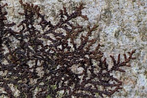 Dilated Scalewort: Frullania dilatata