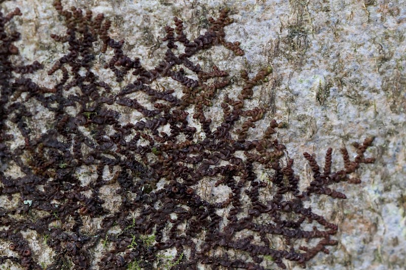 Frullania dilatata - © Charles Hipkin