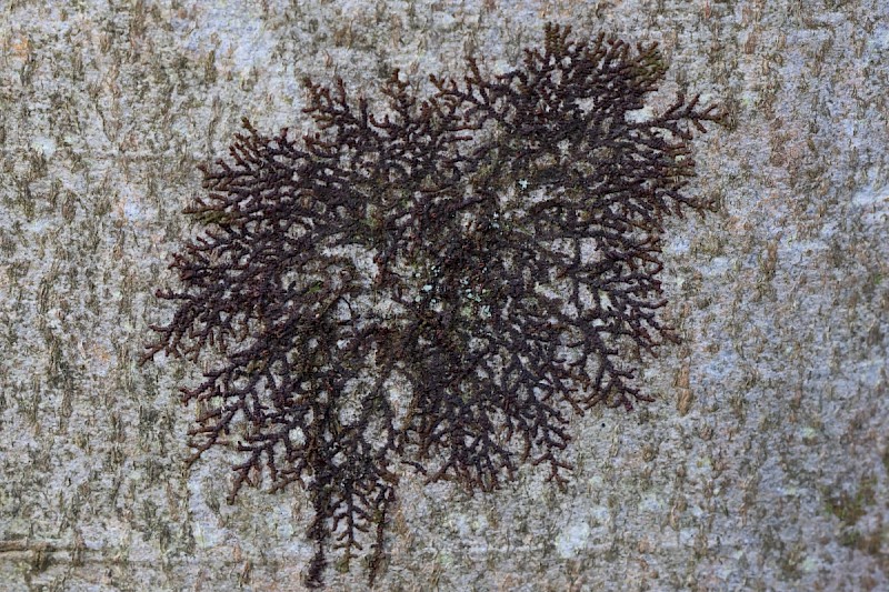 Frullania dilatata - © Charles Hipkin