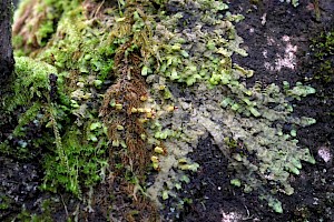 Even Scalewort: Radula complanata