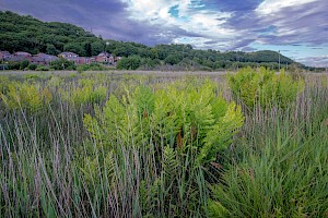 Royal Fern: Osmunda regalis