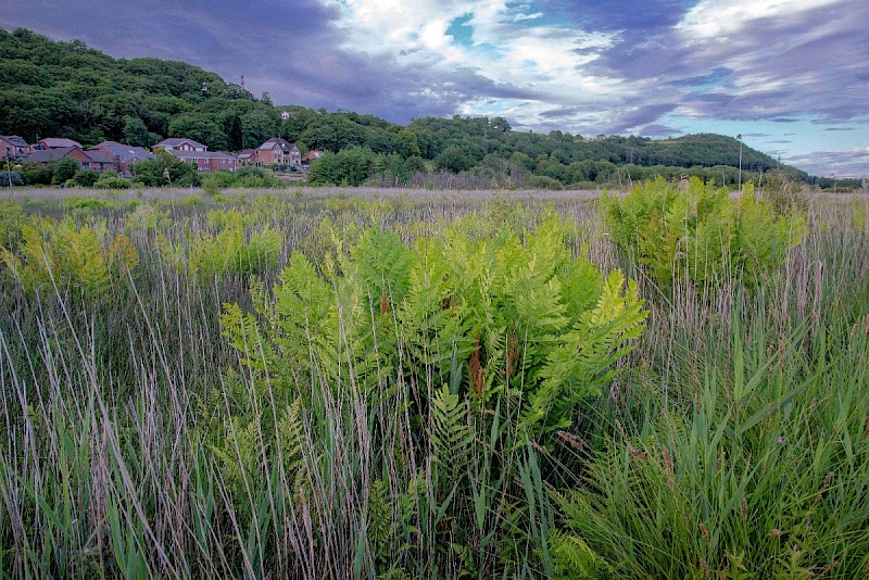 Osmunda regalis - © Charles Hipkin