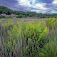 Osmunda regalis