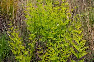 Royal Fern: Osmunda regalis