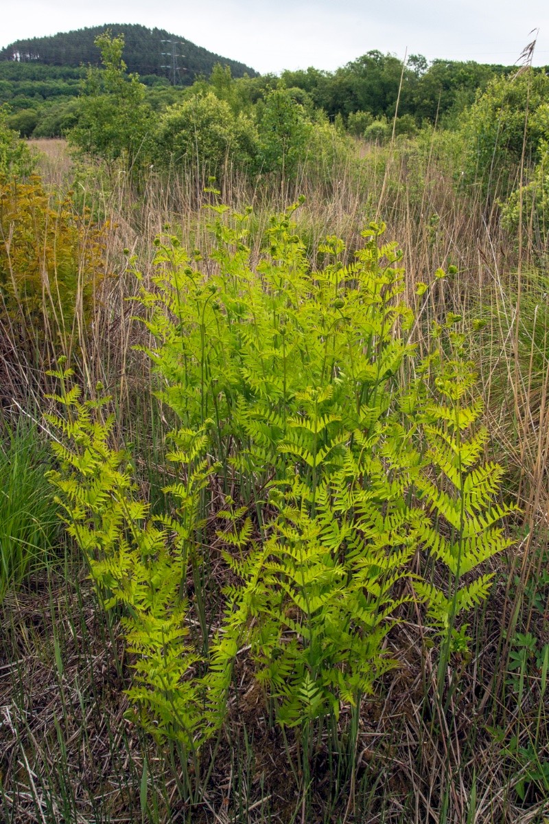 Osmunda regalis - © Charles Hipkin