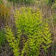 Osmunda regalis