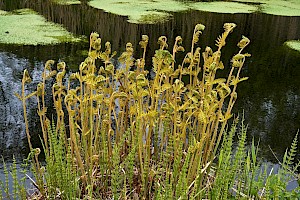 Royal Fern: Osmunda regalis