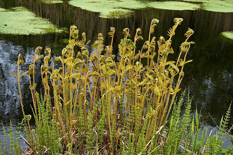 Osmunda regalis - © Charles Hipkin