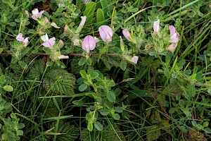 Common Restharrow: Ononis repens