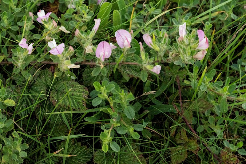 Ononis repens - © Charles Hipkin